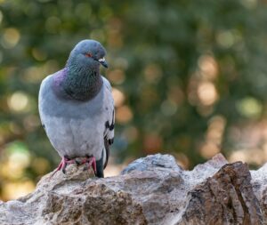 a feral pigeon perched on the rock